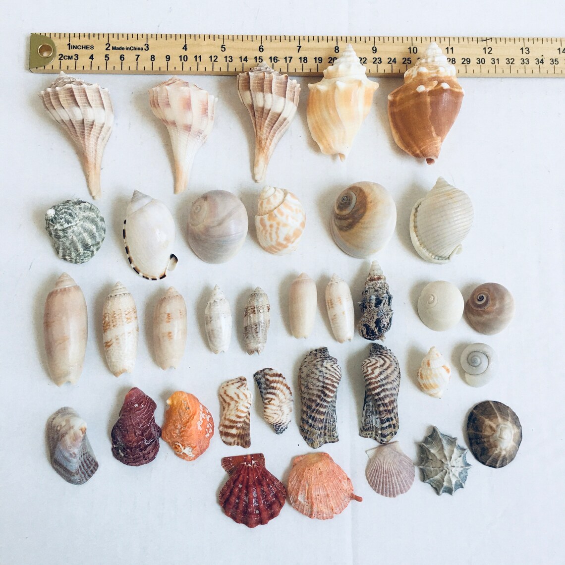 Set of 35 Natural Mix Seashell ( See Pictures for the Sizes ) for Home ...