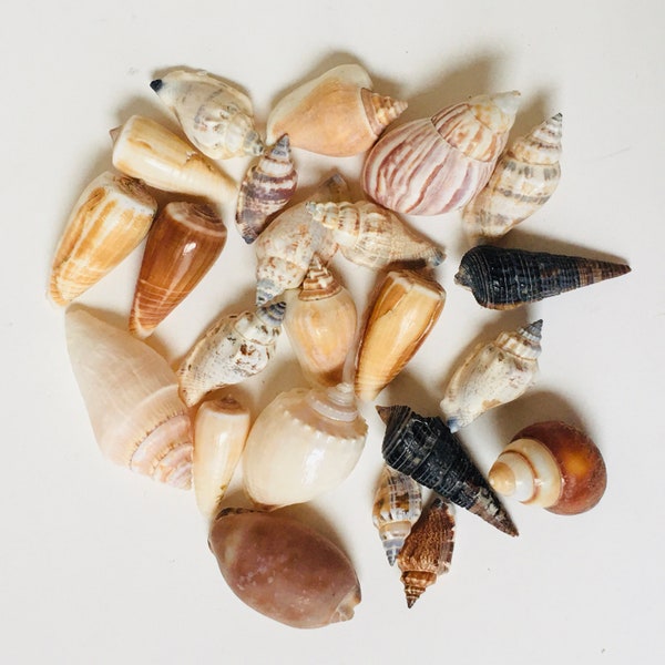 Set Of 23 Natural Mix Seashell ( Appx 3.5 cm - 8 cm ) For Home Decoration / Craft / Candy Making / Seashell Conllection S-361