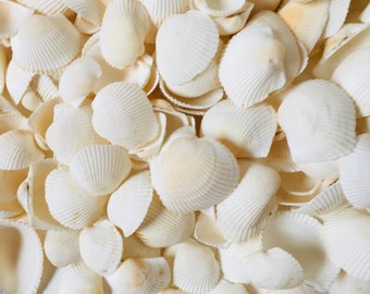 2 lbs White Sea Shells / Clam Shells 1" - 2.2" ( Appx 180 pcs ) for Vase Fillers , Crafts , Home Decor , Nautical Decor S-354