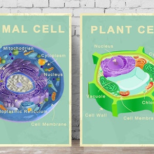 Printable Animal and Plant Cell Posters - Etsy