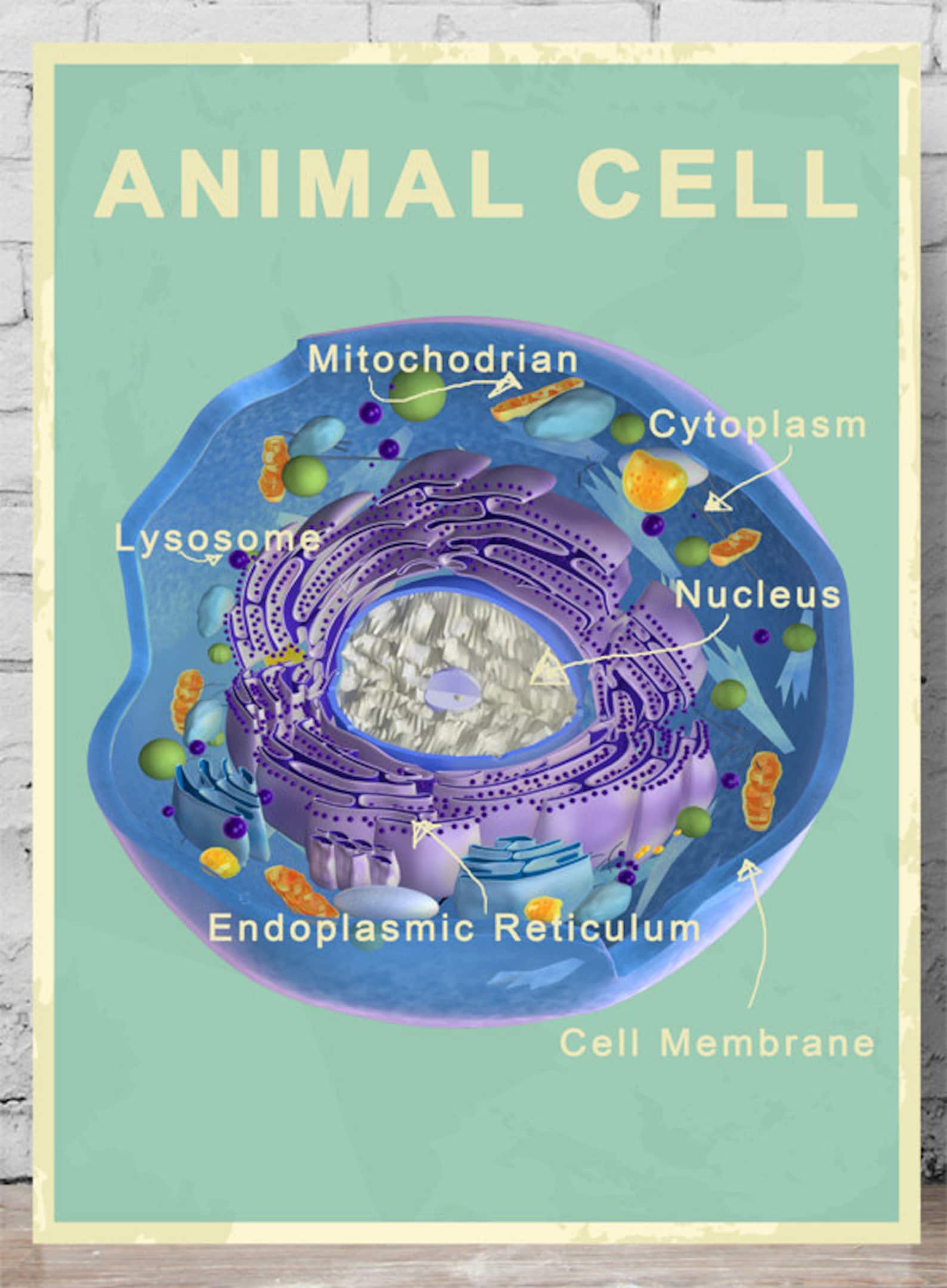 Printable Animal and Plant Cell Posters Etsy