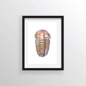 Printable Poster of Multicoloured Trilobite Fossil on White Background