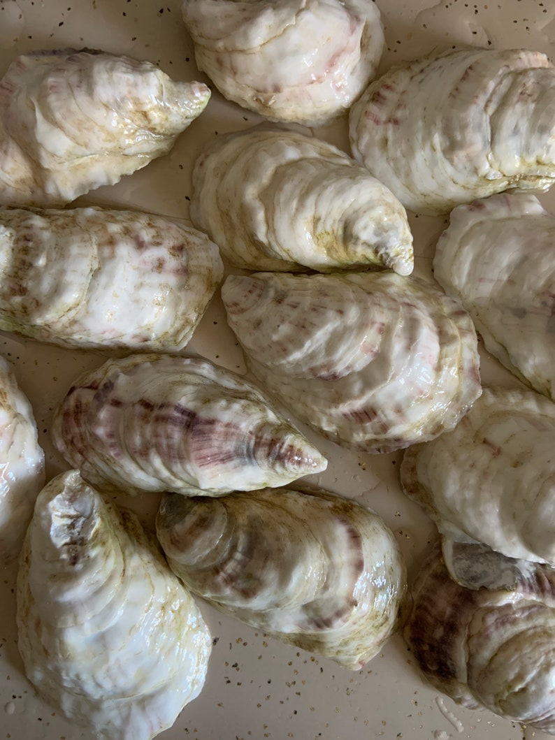 Shellaceded Oyster Shell 12 Count Real Oyster Shells, 2-3” Each, Ready for Crafting or ...