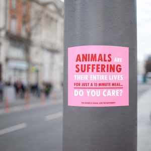 Vegan Laptop / Bumper Sticker Animals Are Suffering, Do You Care Outdoor Stickers, Animal Rights, Go Vegan, Friends Not Food Sticker image 2