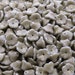 see more listings in the Pressed Flowers Beads section