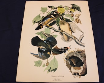 May include: A vintage print of a wood duck, a type of bird with colorful plumage. The print features three wood ducks, two perched on a branch and one in a nest. The print is titled "Summer Duck" and includes the artist's name and the date.