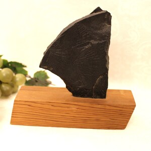 May include: A black fossilized crinoid on a wooden base. The fossil has a detailed, intricate pattern.