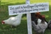 Yard Landscaped by Chickens, Chicken Coop Sign, Funny Chicken Sign, Farmhouse Sign, Garden Art Wood Sign, Backyard Chickens 