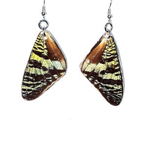 Real sunset moth wing earrings, Madagascan sunset moth earrings, summer earrings, wildlife conservation