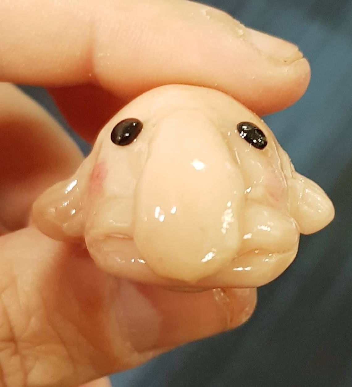 Blobfish necklace baby blob fish pendant Etsy