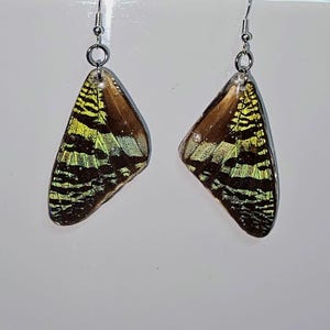 Real sunset moth wing earrings, Madagascan sunset moth earrings, summer earrings, wildlife conservation