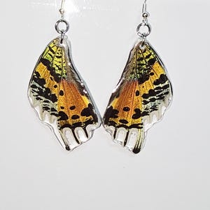 Real sunset moth wing earrings, Madagascan sunset moth earrings, summer earrings, wildlife conservation