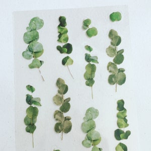 Stickers eucalyptusplant, eucalyptusbladplannerstickers, bladerenstickers, botanische decoratieve stickers, plakboek/knutselstickers
