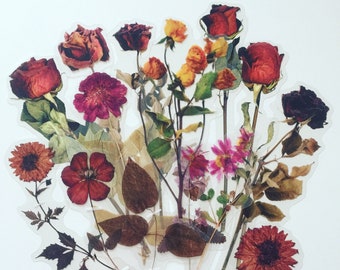 Pode incluir: Uma composição de flores secas, incluindo rosas e girassóis em tons de vermelho, laranja e amarelo. A disposição é apresentada sobre um fundo transparente de forma irregular, com folhas e caules, criando um efeito de colagem.