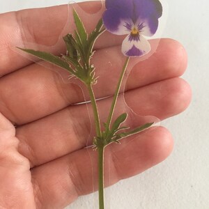 May include: A clear sticker with a pressed purple and white pansy flower with green leaves and stem.