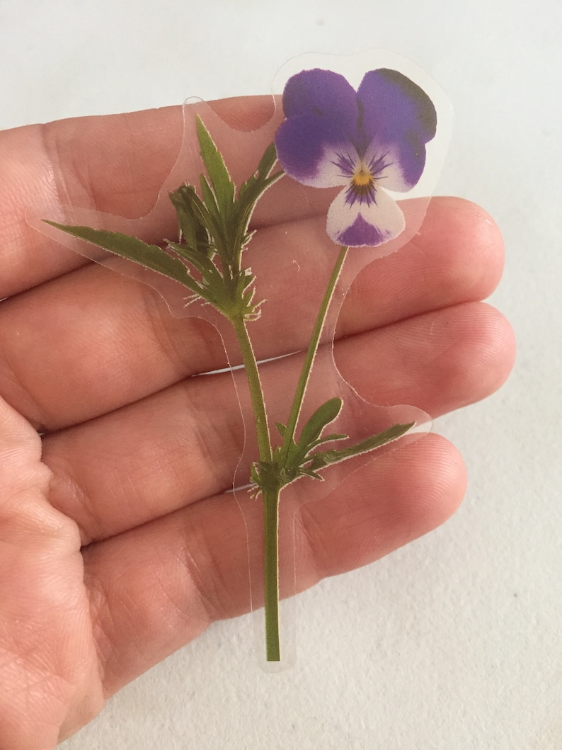 May include: A clear sticker with a pressed purple and white pansy flower with green leaves and stem.