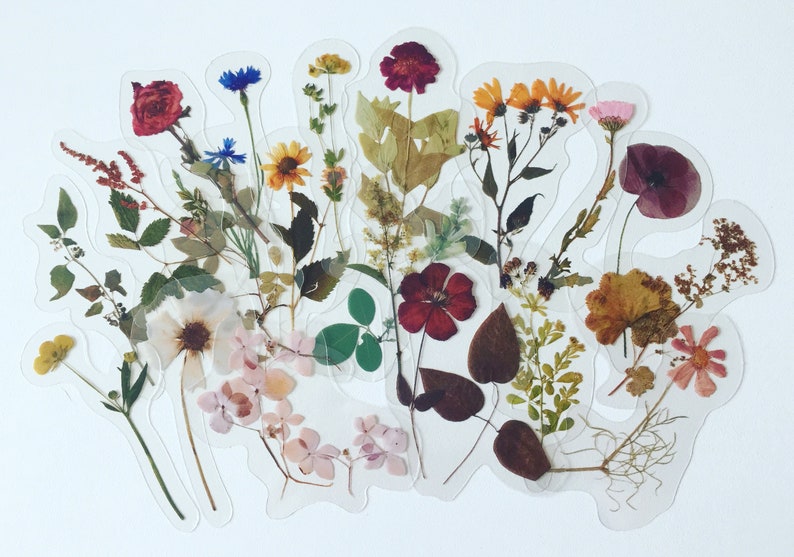 May include: Assortment of pressed flowers and leaves in various colours and shapes, including red, pink, yellow, orange, and brown. The flowers and leaves are arranged in a clear plastic sheet, creating a decorative and unique design.