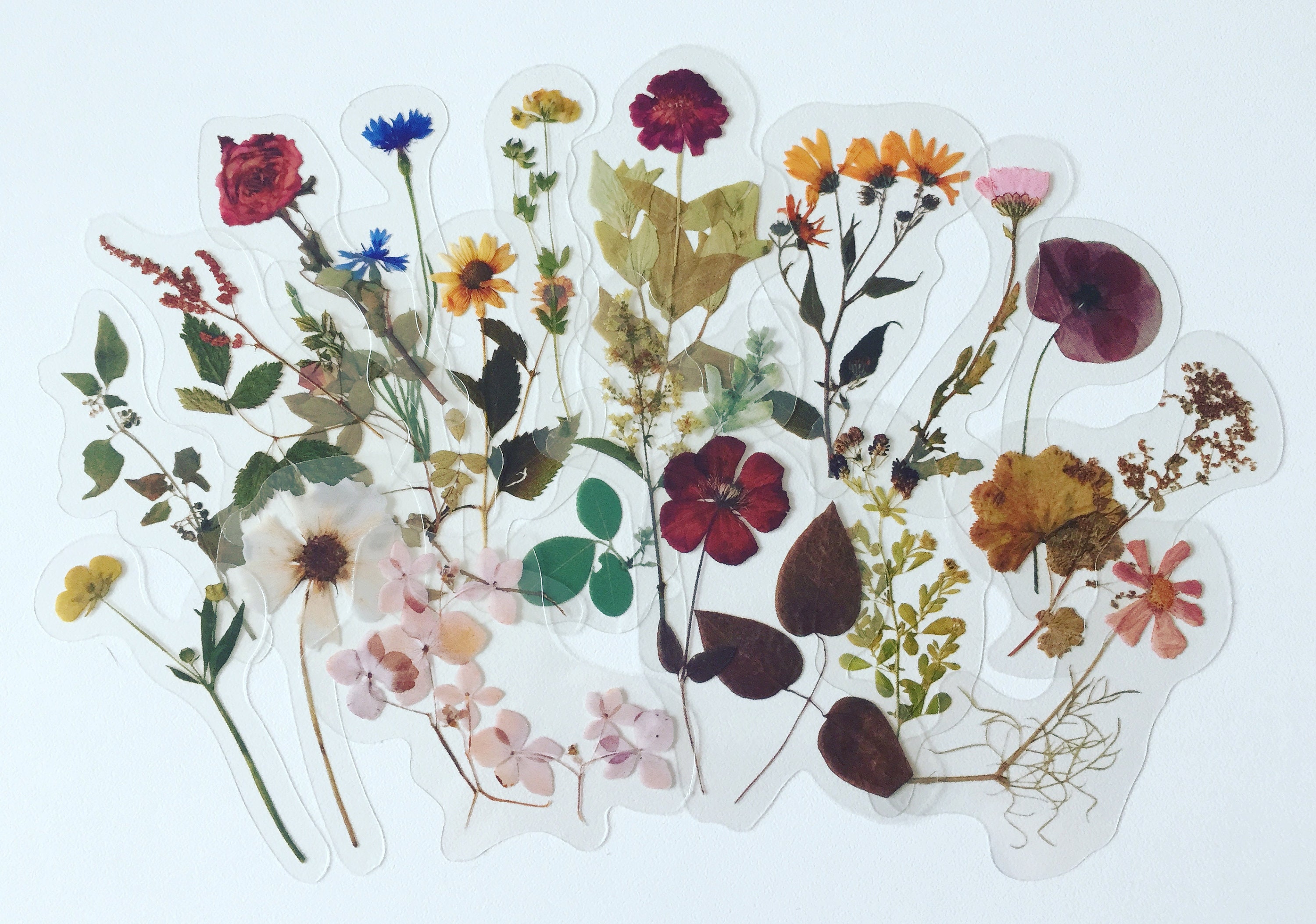 Pride for the Dried Flowers – WildFlora