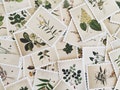 Botanical Illustration Stickers: Plant Scrapbooking Embellishments