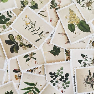 Botanical Illustration Stamp Set, Plant Stamp Stickers, Botanical Deco Stickers, Scrapbooking Stickers, Card Embellishment, Plant Lover Gift