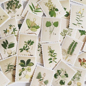 May include: A collection of vintage botanical illustrations featuring various plants and flowers. Each illustration is framed with a white border and has a scalloped edge. The illustrations are printed on a cream-colored paper.