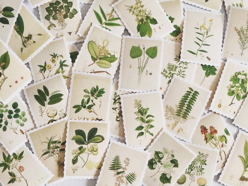 May include: A collection of vintage botanical illustrations featuring various plants and flowers. Each illustration is framed with a white border and has a scalloped edge. The illustrations are printed on a cream-colored paper.