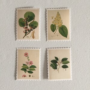 May include: Four vintage botanical illustrations on white paper with a scalloped border. Each illustration features a different plant with green leaves and flowers in shades of pink, yellow, and red.