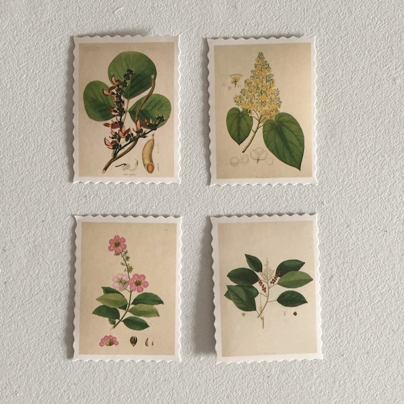 May include: Four vintage botanical illustrations on white paper with a scalloped border. Each illustration features a different plant with green leaves and flowers in shades of pink, yellow, and red.