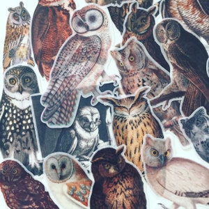 Naklejki do dziennika Vintage Owl, naklejki do planera Woodland Birds, naklejki dla uczniów, naklejki do dziennika/scrapbookingu z sowami, prezent dla miłośnika sów