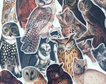 Pegatinas de búhos vintage: pegatinas de aves del bosque para diario