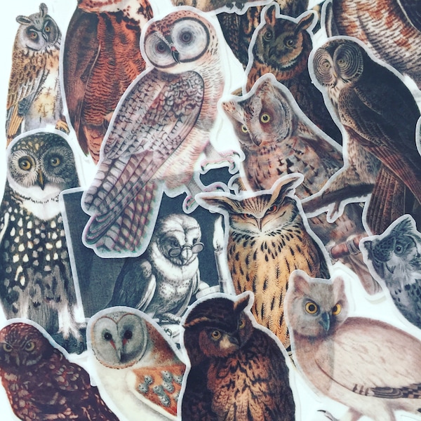Scrapbooking Owls Etsy