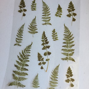 Pegatinas de helechos, pegatinas de vegetación para planificador, pegatinas de plantas, pegatinas decorativas botánicas, pegatinas para álbumes de recortes y manualidades.