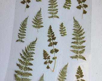 Fern Plant Stickers: Botanical Planner Stickers