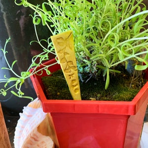 May include: A red plastic pot with green moss and a yellow wooden plant marker with the word "Kayla" carved into it. The pot is filled with a green leafy plant.