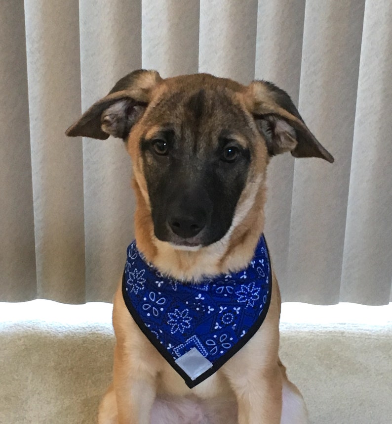 UNIVERSE Dog Bandana VELCRO® Brand Fastener Etsy Canada