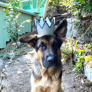 Chapeau d&#39;anniversaire pour chien, cadeau d&#39;anniversaire pour chiot, chapeau de fête pour chien, cadeau d&#39;anniversaire pour chien avec embellissements - argent/bleu