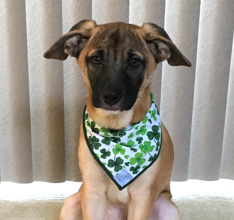 FEELING LUCKY Reflective Patch and VELCRO\u00ae Brand Fastener Dog Bandana