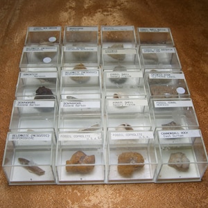 Fossils collection, mesozoic, cretacious, eocen, cased
