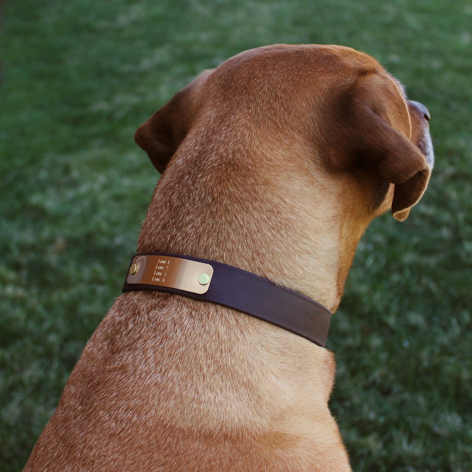 BioThane Dog Collar Personalized Collar Waterproof Dog Etsy