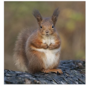 Biglietto di auguri scoiattolo rosso, biglietto di compleanno scoiattolo rosso, biglietto faunistico, biglietto bianco scoiattolo rosso, biglietto di auguri quadrato scoiattolo rosso