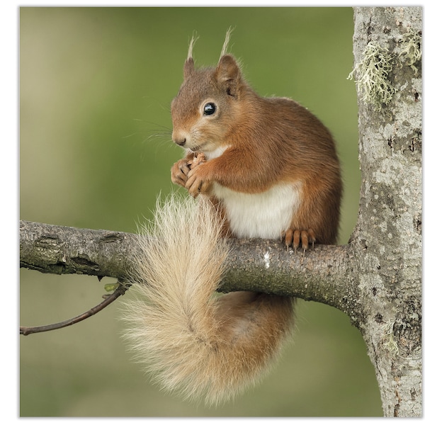 Red Squirrel Greetings Card, Red Squirrel Birthday Card, Wildlife Card, Red Squirrel blank card, Red Squirrel Square greetings card