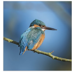 Biglietto di auguri martin pescatore, biglietto di compleanno martin pescatore, biglietto per la fauna selvatica, biglietto bianco Kingfisher, biglietto di auguri kingfisher square