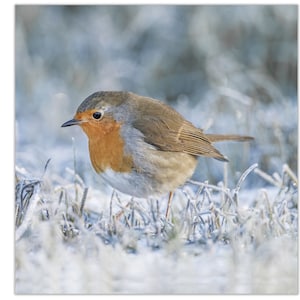 Robin Greetings Card, Robin Birthday Card, Wildlife Card, Robin carte blanche, Robin Square carte de vœux, Robin carte de Noël