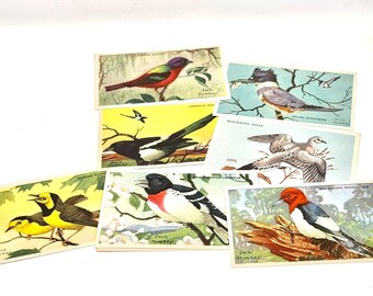 Vintage 1940s Backyard Bird Art, Jack Murray, Equitable Life Insurance, Set of 7 Cards