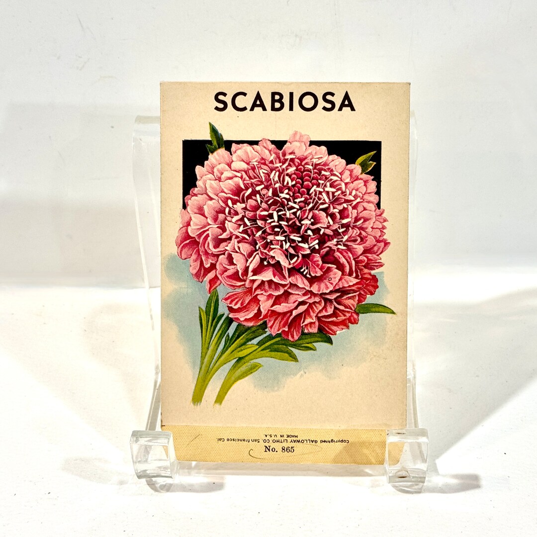 Vintage Seed Packet, Scabiosa Pink Lithograph Print, Empty NOS ...