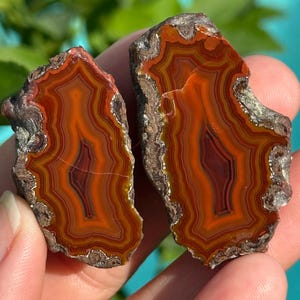 May include: Two polished agate slices with concentric bands of orange, red, and brown hues. The natural stone pieces have rough, gray edges and are held in a hand against a blurred green and blue background.