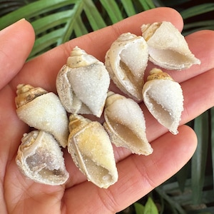 Spiralite: Natural small Druzy Fossilized Gastropod Shell