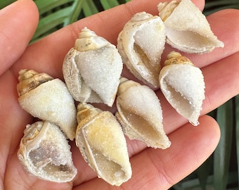 Druzy Agatized Seashell Fossil: Spiralite Crystal from India