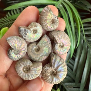 Rainbow Flash Ammonite Fossil, Small Specimen