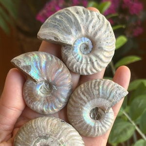 本物のナイティア魚類化石：ワイオミング州グリーンリバー層 - Etsy 日本